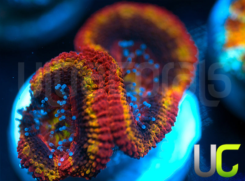 NEW RELEASE: UC Heat Seeker Micro Lord