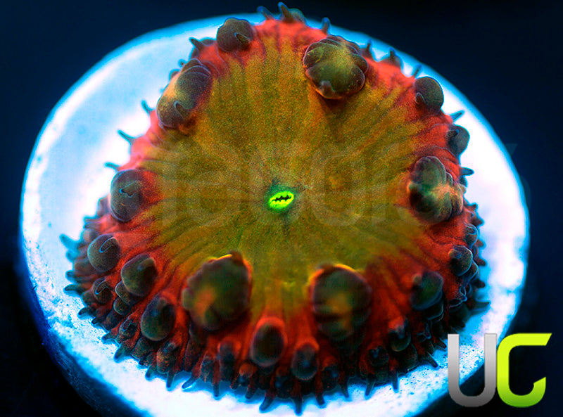 BSA TT Twister Blasto