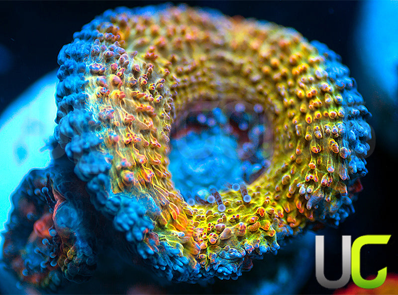 CC Thai Sunset Micro Lord