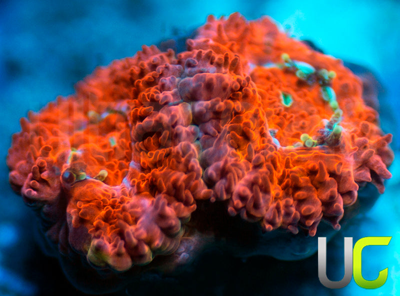 UC Watermelon Mojito Micro Amakusensis