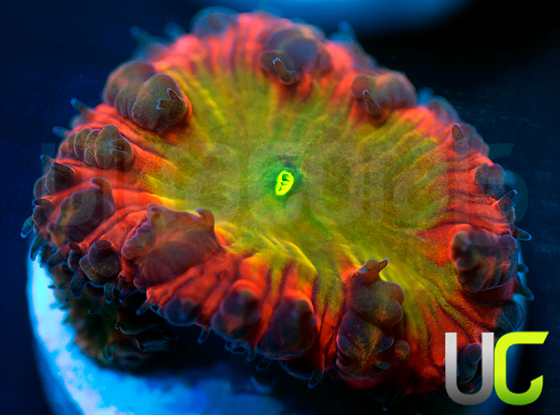 BSA TT Twister Blastos