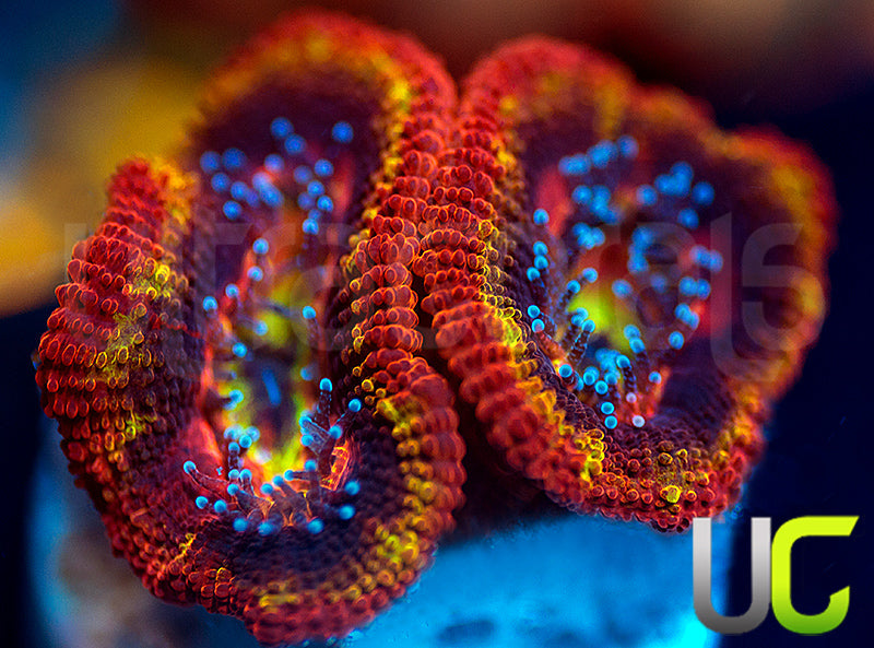 NEW RELEASE: UC Heat Seeker Micro Lord