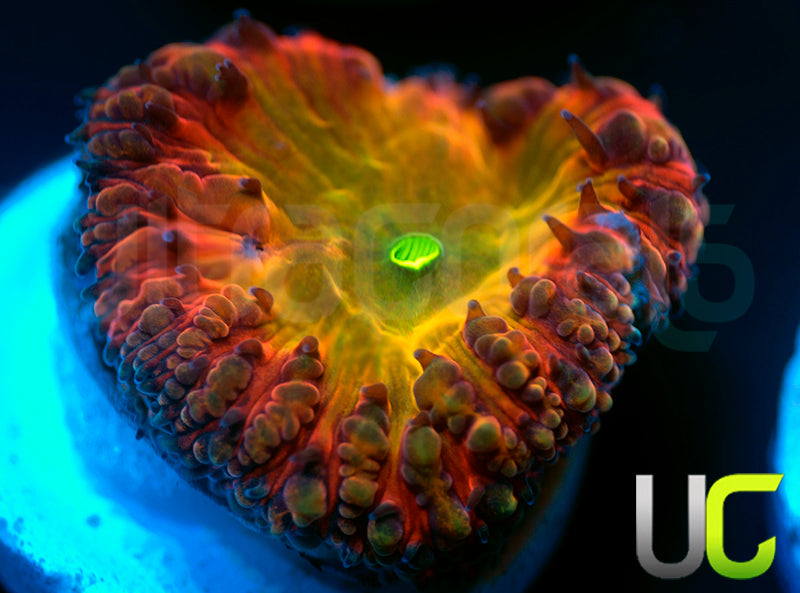 BSA TT Twister Blastos