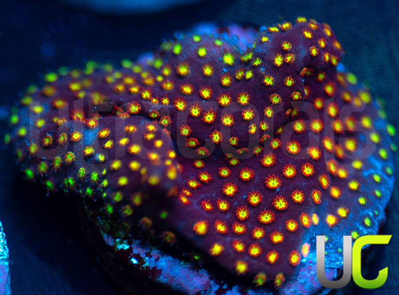 UC Flamethrower Stylo