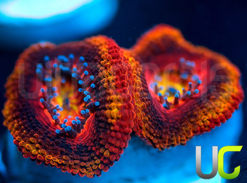 NEW RELEASE: UC Heat Seeker Micro Lord