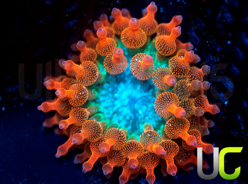 UC Spitfire Anemone - SM