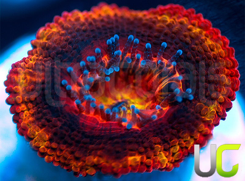 NEW RELEASE: UC Heat Seeker Micro Lord