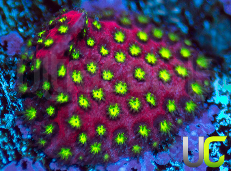 UC Raspberry Pie Stylo