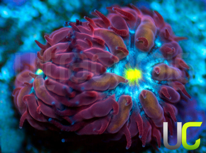 UC Boondocks Blastos