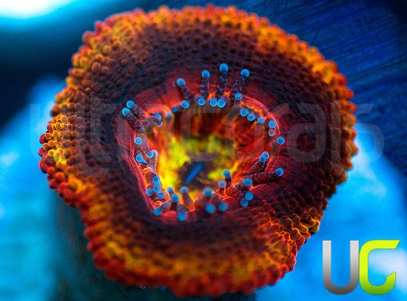 NEW RELEASE: UC Heat Seeker Micro Lord