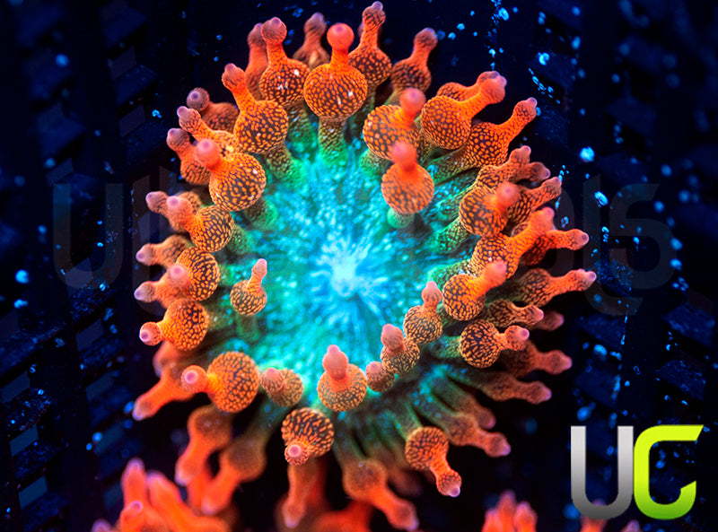 UC Spitfire Anemone - MED