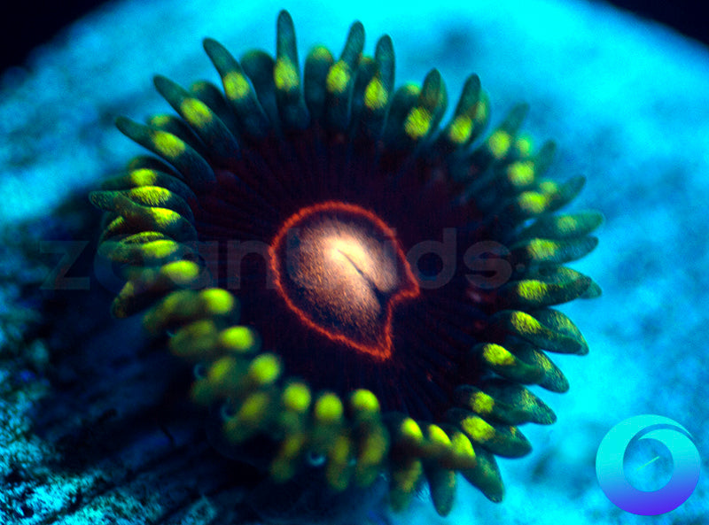 CB King Jawbreaker Hornet