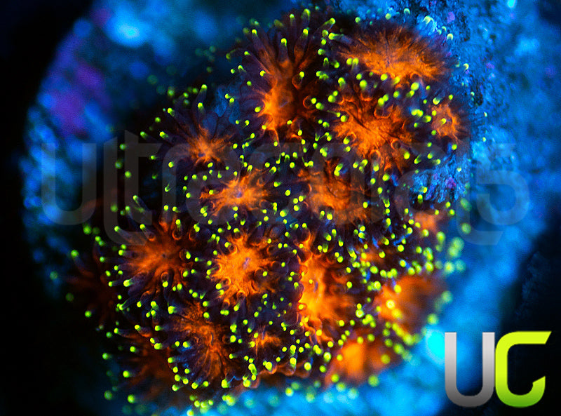 UC Lightning Tip Leptastrea