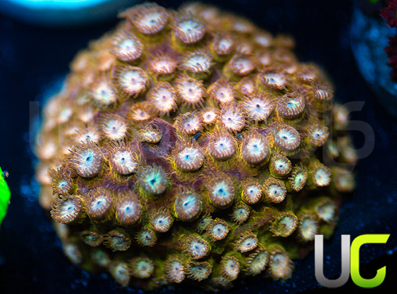 UC Yellowjacket Cyphastrea