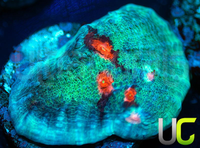 JF Hellspawn Chalice