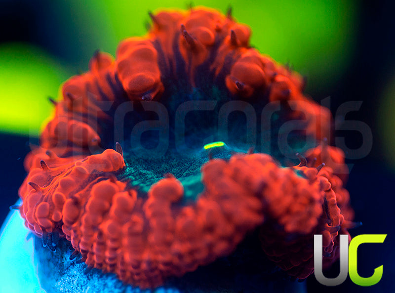 UC Deep Ember Blasto