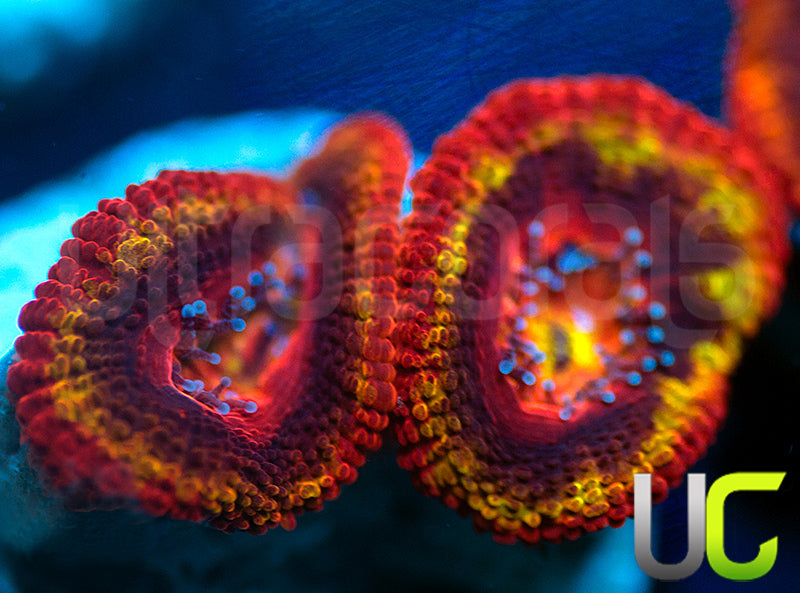 NEW RELEASE: UC Heat Seeker Micro Lord