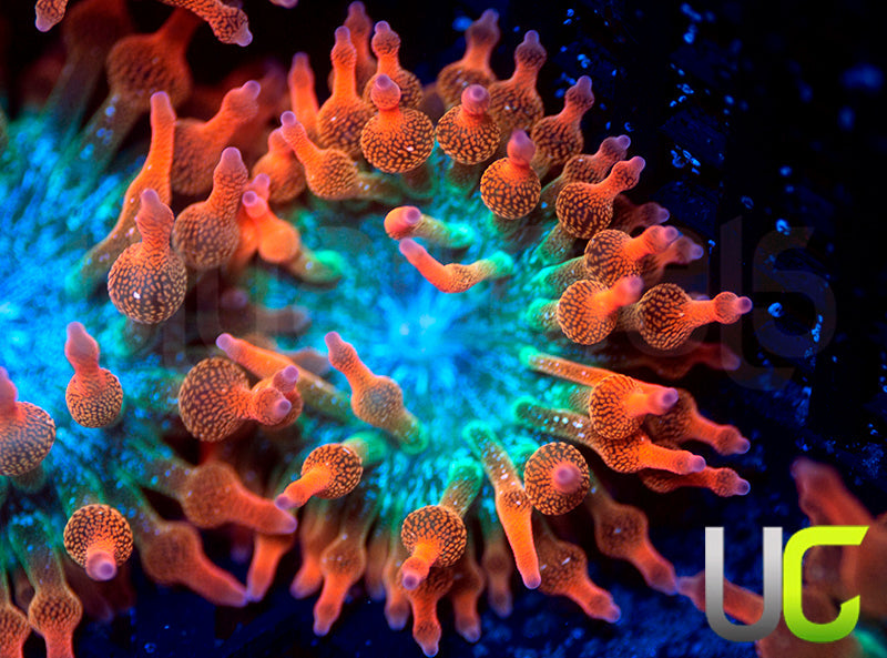 UC Spitfire Anemone - SM