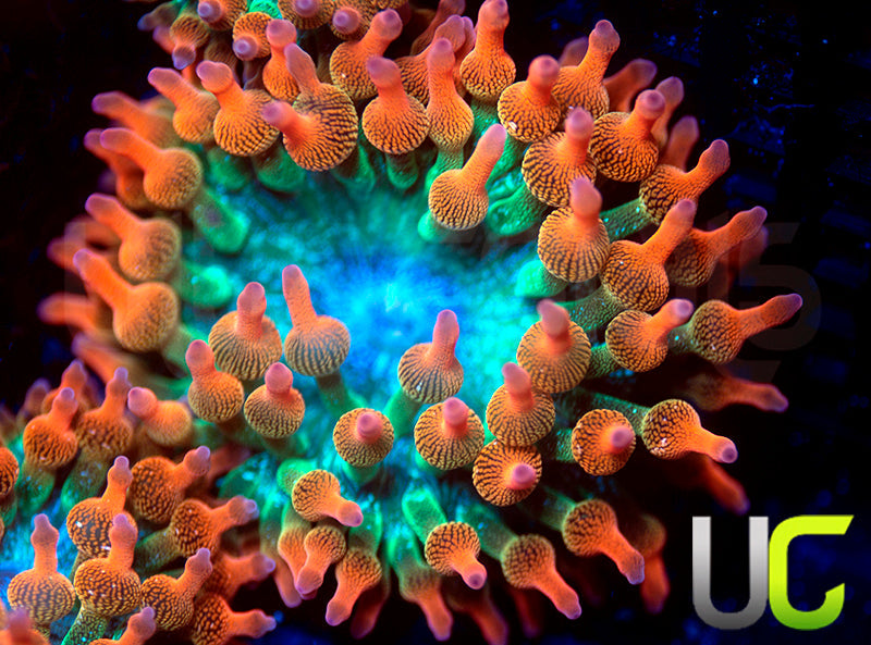 UC Spitfire Anemone - MED