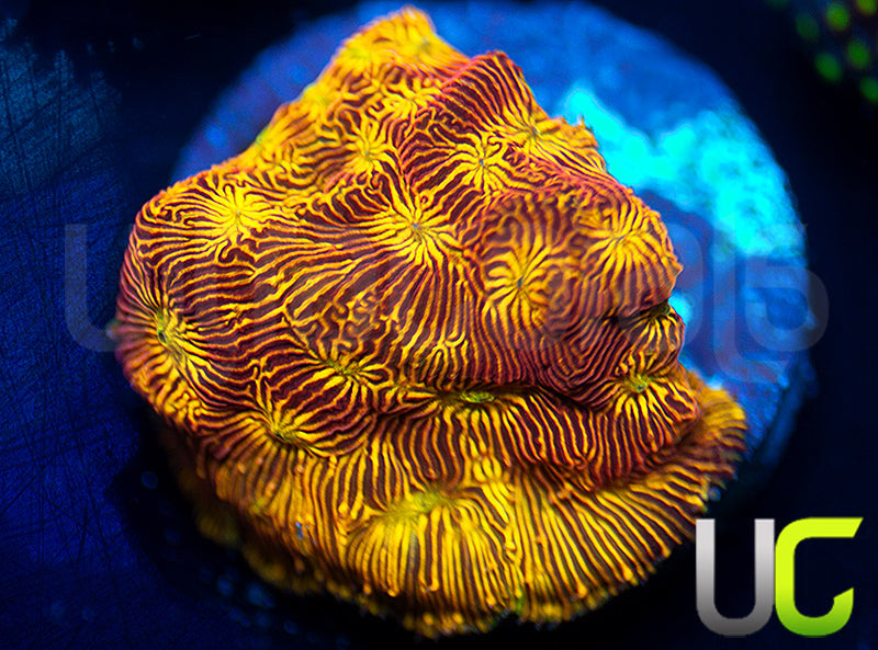 UC Sun Goddess Lepto