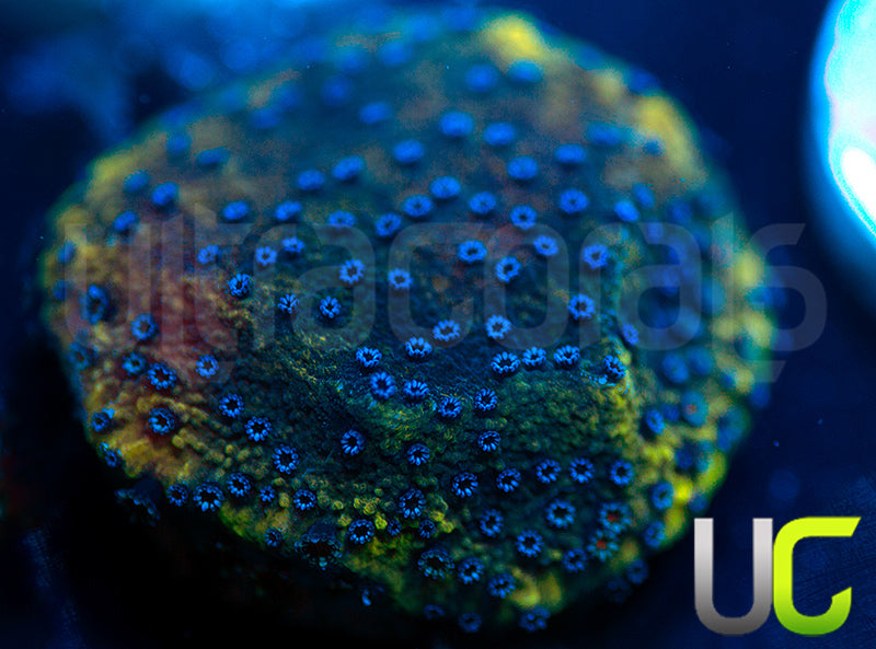 UC Blue Polka Dot Bikini Monti