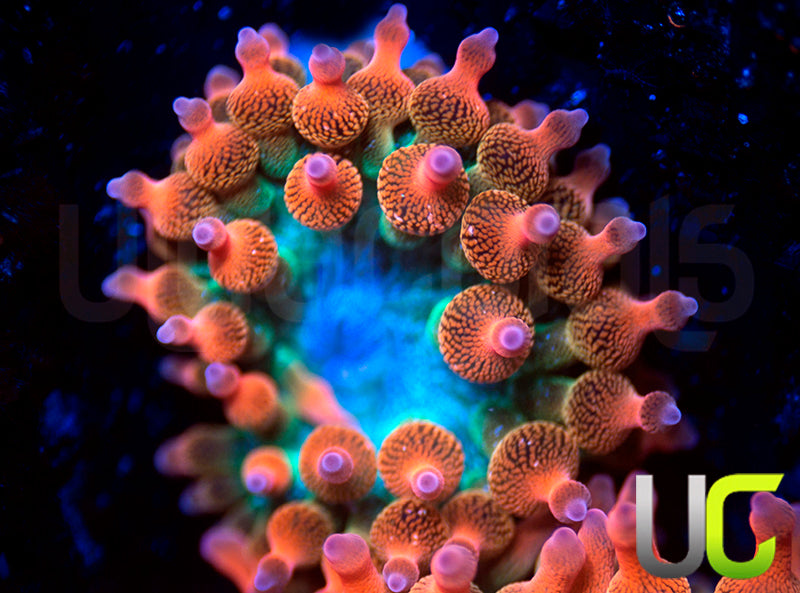 UC Spitfire Anemone - SM