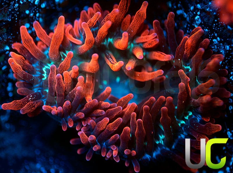 Black Widow Anemone - LG