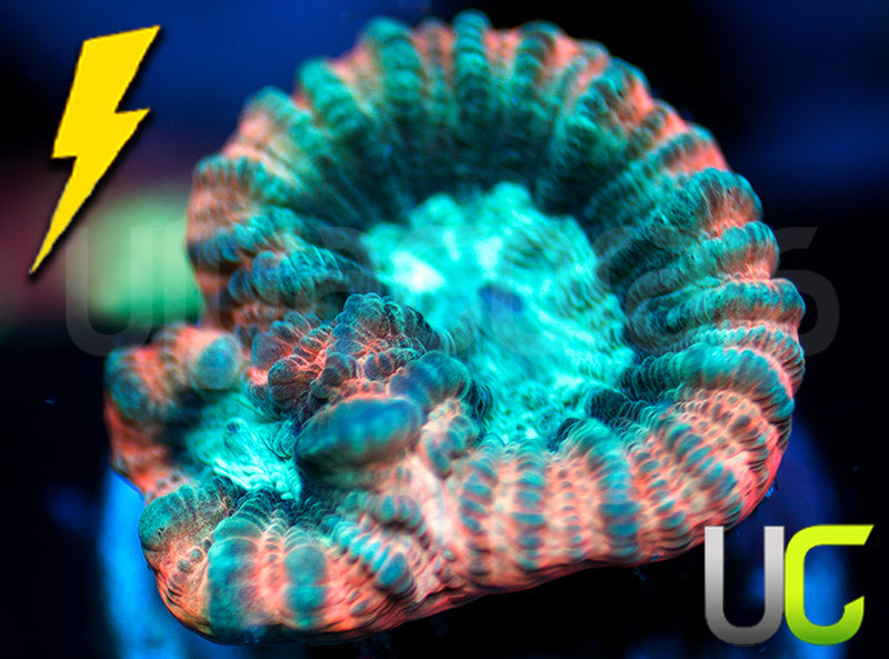 UC Ultimate Edge Favia