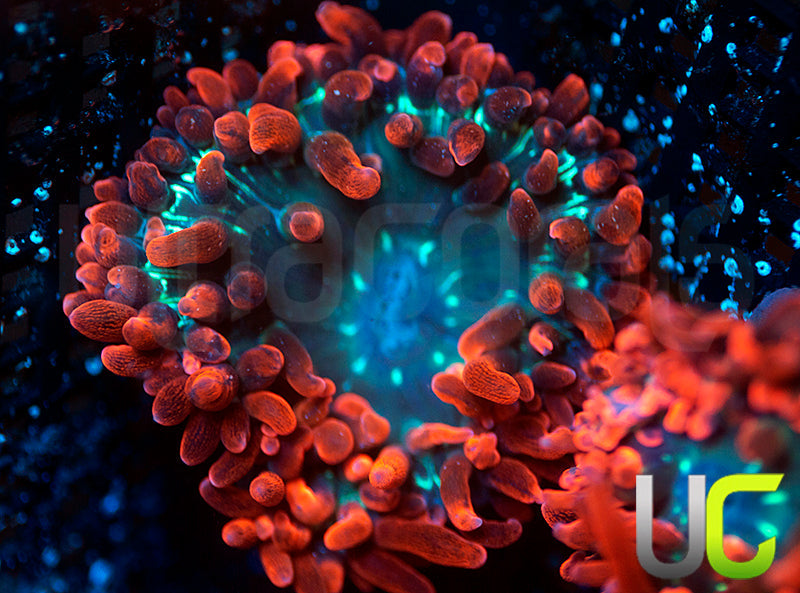 Black Widow Anemone - SM