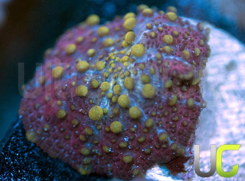 Lava Lamp Mushroom