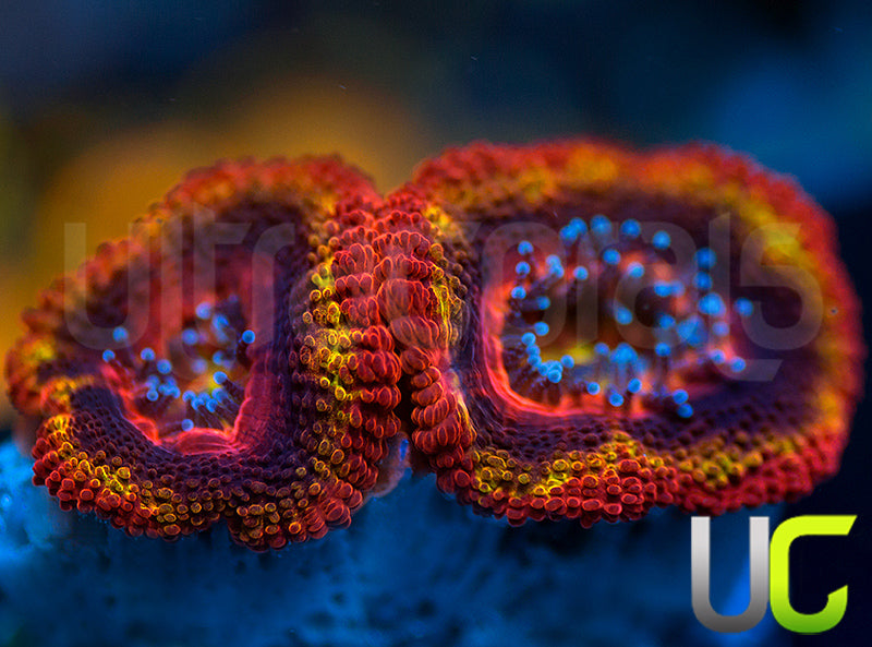 NEW RELEASE: UC Heat Seeker Micro Lord