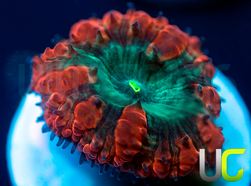 UC Home Stretch Blasto