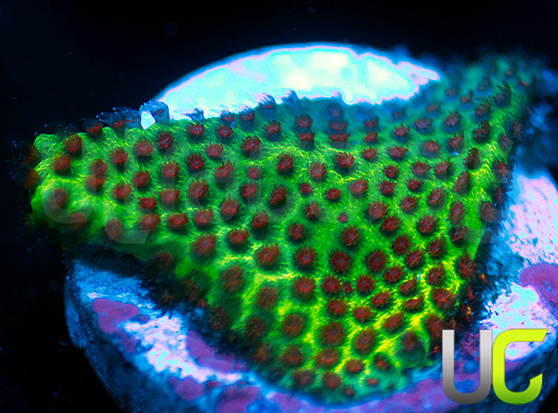 UC The Grinch Porites