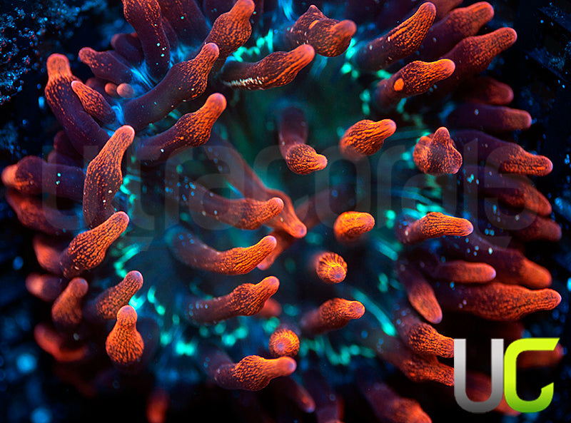 Black Widow Anemone - LG