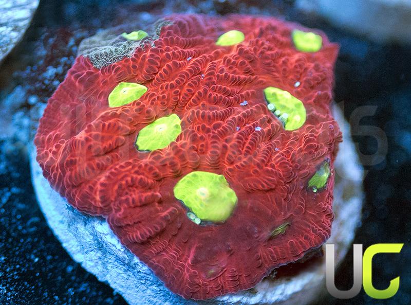 UC Lip Smackers Favites