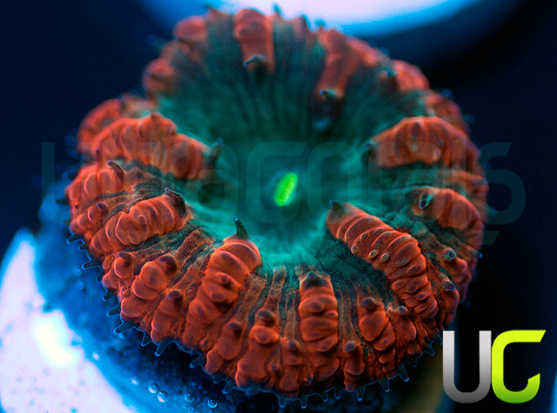 UC Home Stretch Blasto