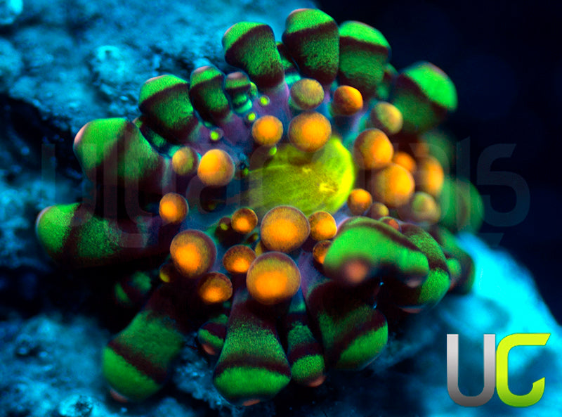 UC Lollipop Yuma Ricordea