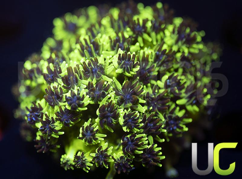 HS Sonic the Hedgehog Galaxia XXL