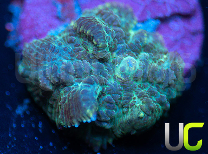 UC Purple Empress Mushroom