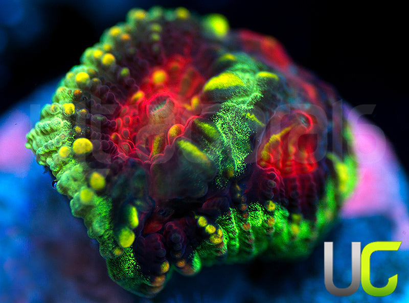 NEW RELEASE: UC Gambit Favia