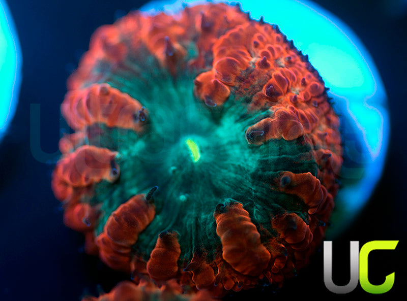 UC Home Stretch Blasto