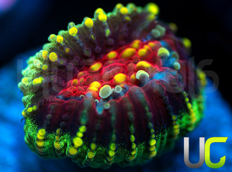 NEW RELEASE: UC Gambit Favia