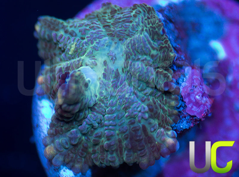 UC Purple Empress Mushroom