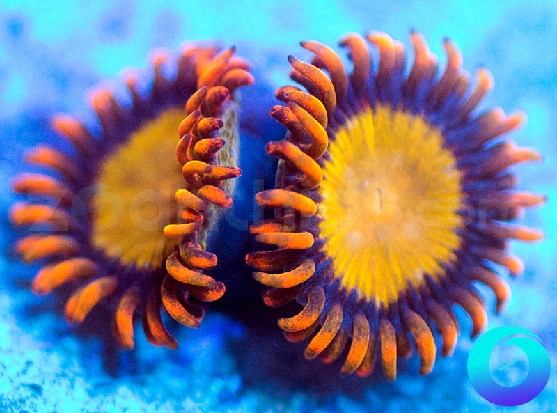 Mandarin Oranges