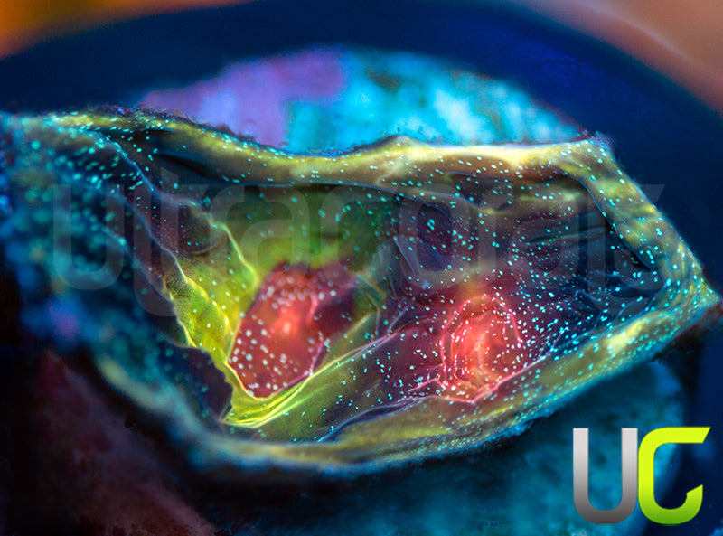 UC Cosplay Mycedium Chalice