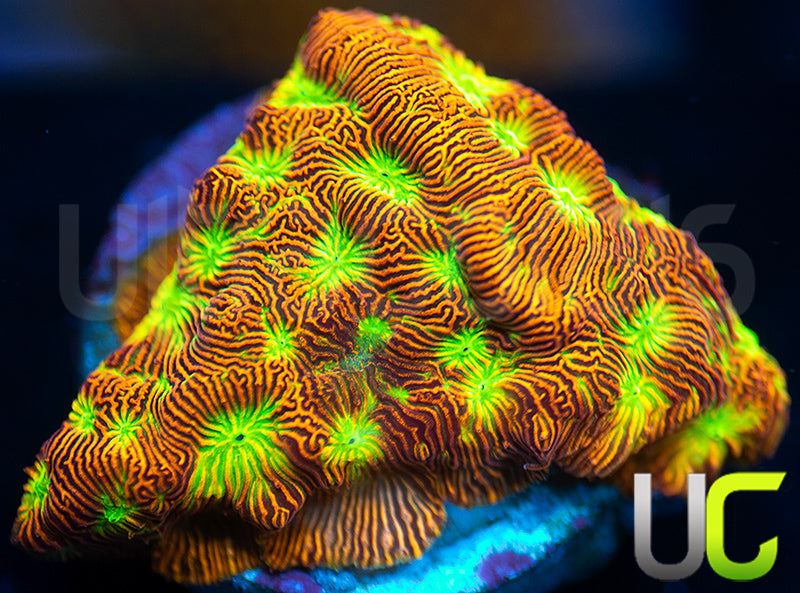 JF Lethal Leptoseris Coral - Lg Frag main image 1