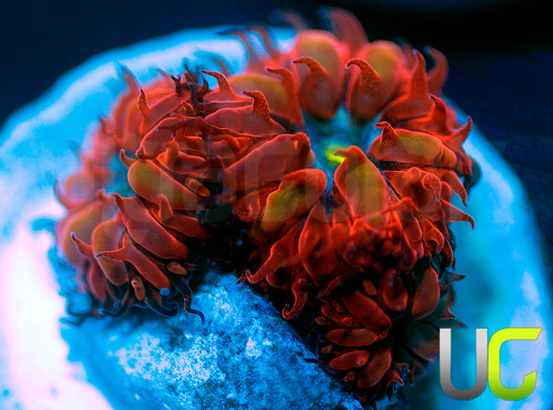 UC Blue Ravens Blastos