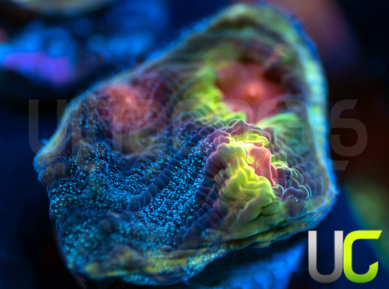 UC Cosplay Mycedium Chalice