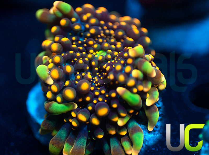 UC Lollipop Yuma Ricordea