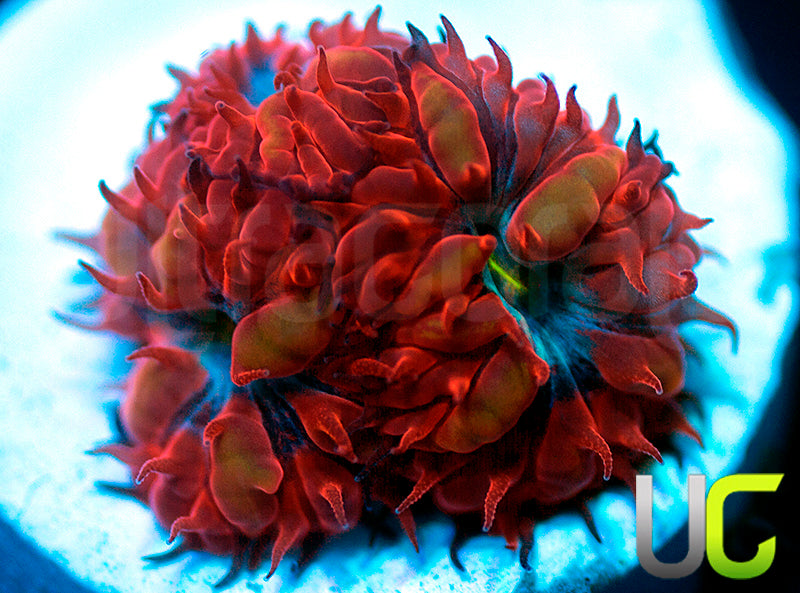 UC Blue Ravens Blastos